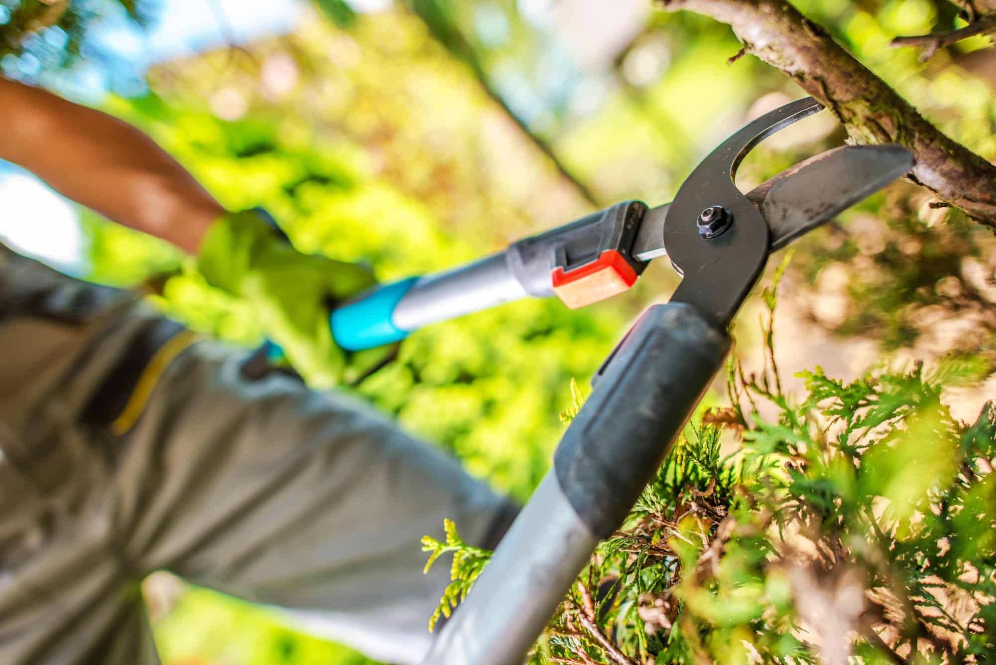 Garden Tree Branches Cut